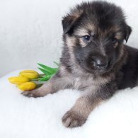 German Shepherd (Alsatian) - Both