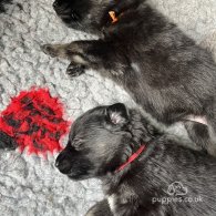 German Shepherd (Alsatian) - Both