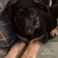 German Shepherd (Alsatian) - Both