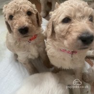 Goldendoodle - Both