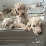 Goldendoodle - Both