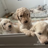 Goldendoodle - Both