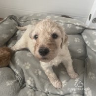 Goldendoodle - Both