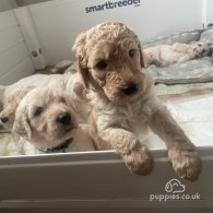 Goldendoodle - Both