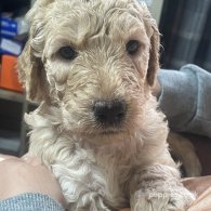 Goldendoodle - Both