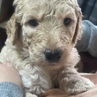 Goldendoodle - Both