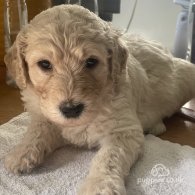 Goldendoodle - Both