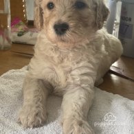 Goldendoodle - Both