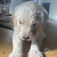 Goldendoodle - Both