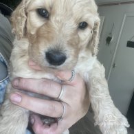 Goldendoodle - Both