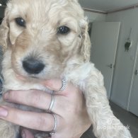 Goldendoodle - Both