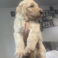 Goldendoodle - Both