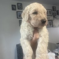 Goldendoodle - Both