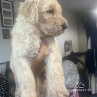 Goldendoodle - Both