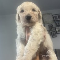 Goldendoodle - Both