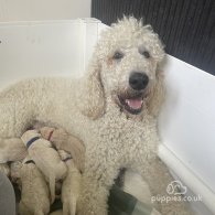 Goldendoodle - Both