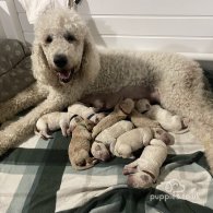 Goldendoodle - Both