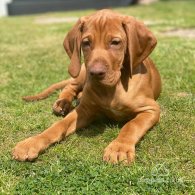 Hungarian Vizsla - Both