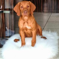 Hungarian Vizsla - Both