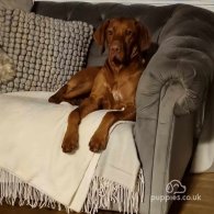 Hungarian Vizsla - Both