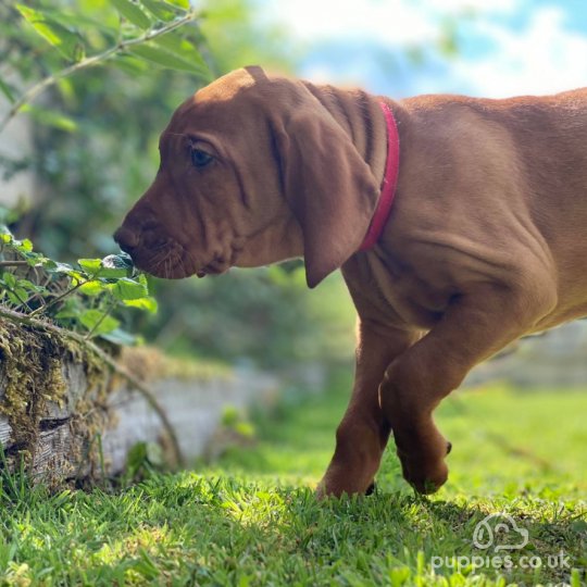 Hungarian Vizsla - Both