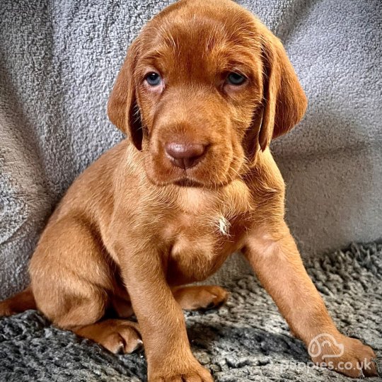 Hungarian Vizsla - Both