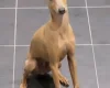Italian Greyhound