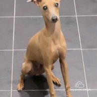 Italian Greyhound