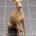 Italian Greyhound
