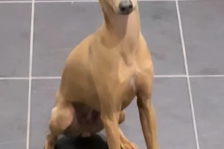 Italian Greyhound