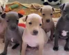 Italian Greyhound