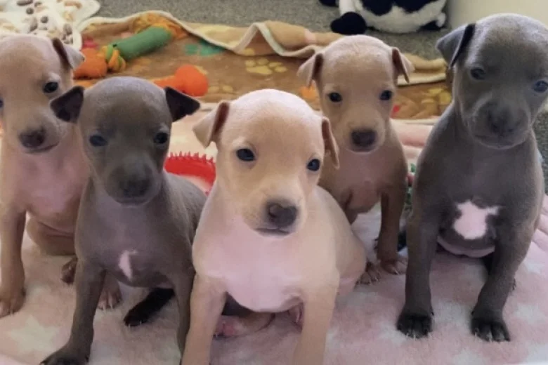 Italian Greyhound