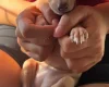 Italian Greyhound