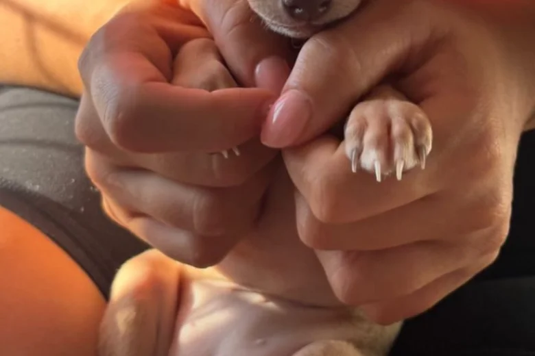 Italian Greyhound