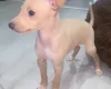 Italian Greyhound