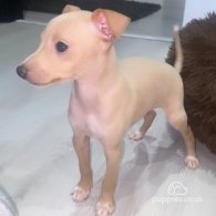 Italian Greyhound