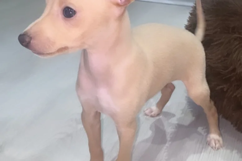 Italian Greyhound