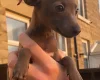 Italian Greyhound