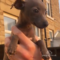 Italian Greyhound