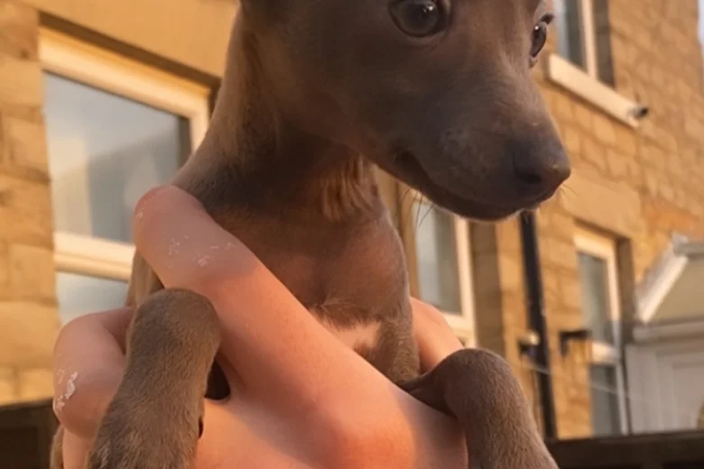 Italian Greyhound