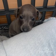 Italian Greyhound - Both