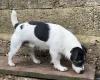 Jack Russell