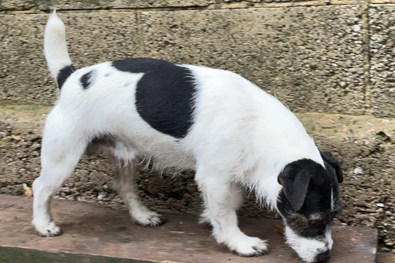 Jack Russell