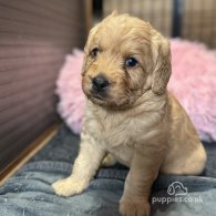 Labradoodle - Both