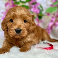 Labradoodle - Both