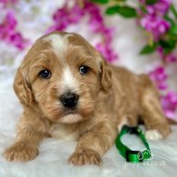 Labradoodle - Both