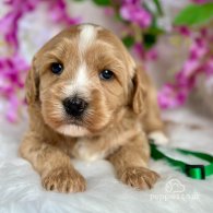 Labradoodle - Both