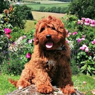 Labradoodle - Both