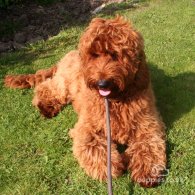 Labradoodle - Dogs