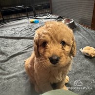 Labradoodle - Both